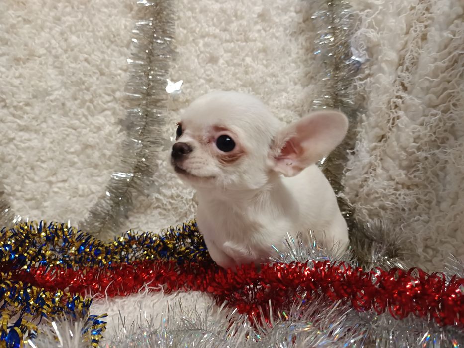Сором'язлива білявочка чихуахуа