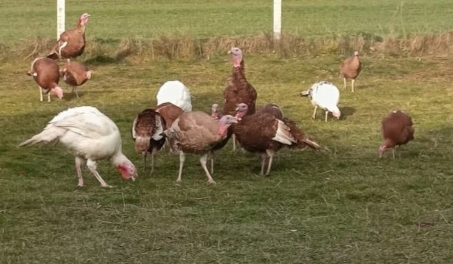 Sprzedam młode indyki