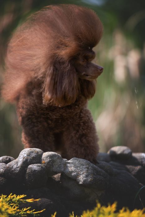 Той Пудель, КСУ, в'язка!