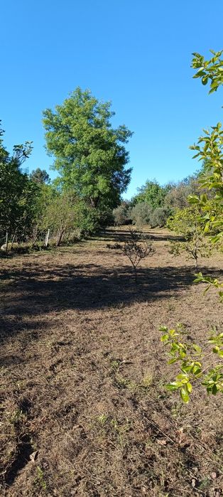 Terreno com 2,500m2 aldeia de santa Margarida castelo branco