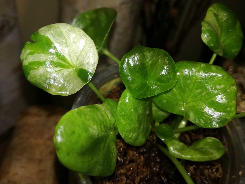 Pilea Albo Variegata roś UNIKAT Drzewko Szczęścia i pieniędzy monstera