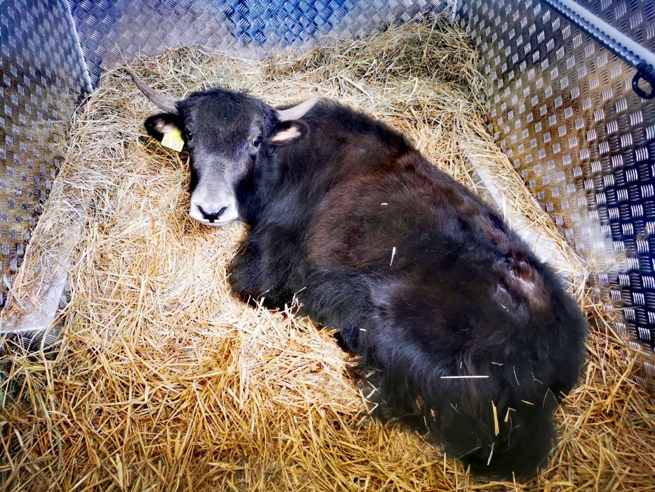 Transport koni i zwierząt egzotycznych – ZOO i hodowcy .
