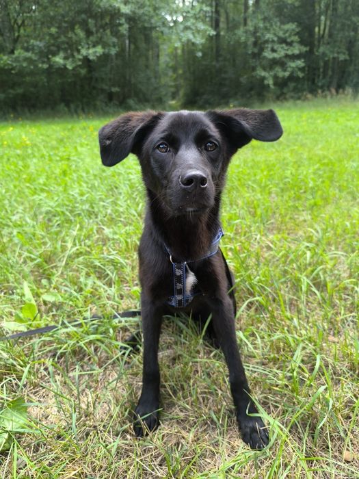 10 miesięczna suczka do adopcji