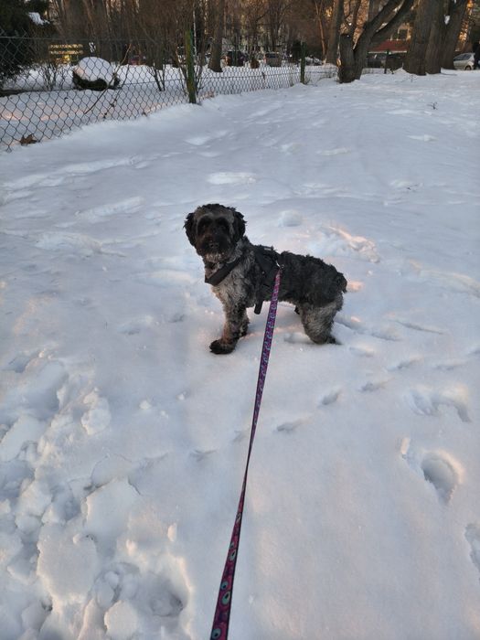 Suczka oddam w dobre ręce