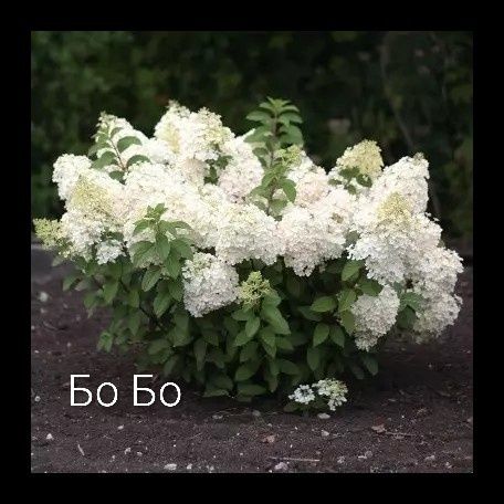 Гортензія волотиста