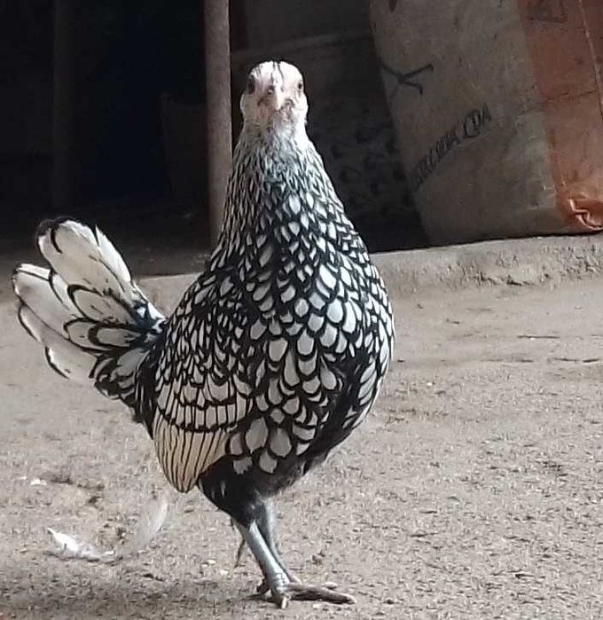 Casal sebright prata