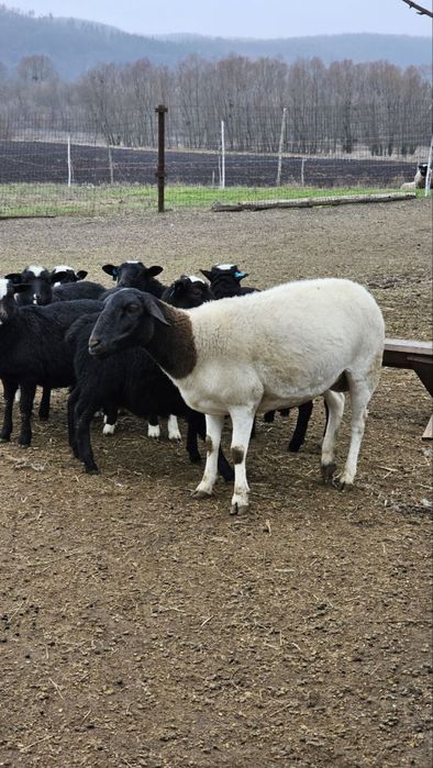 Вівці, барани, ягнята. Ягнята кросс дорпера (на м'ясо на розплід)