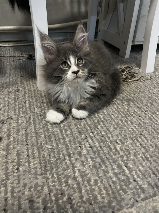Котята чистокровные Мейн Кун