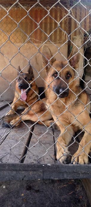 Молодой кобель для вязки