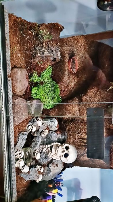 Duże terrarium z ptasznikiem biało kolanowym