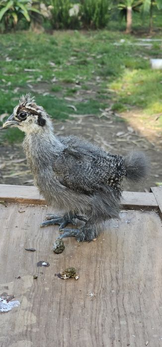 Casais de Silkies Barbudas/ linha USA