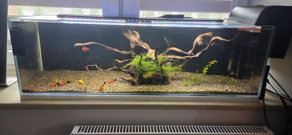 Akwarium 100x30x30 Optiwhite 90L z wyposażeniem