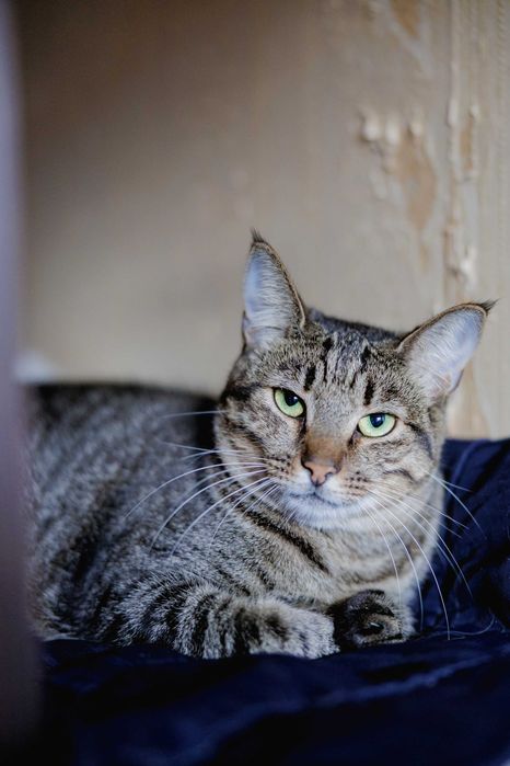 Зеленоглазая Рися ждет своего человека! Кошка, 1,5 года (стерилиз)