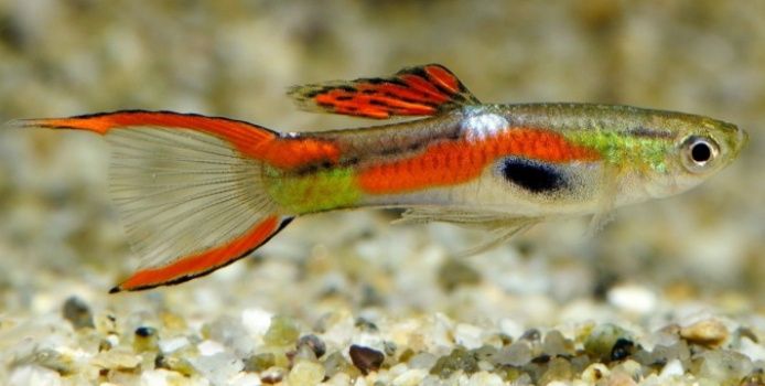 Lindos guppys Endler e blue moscow 1€