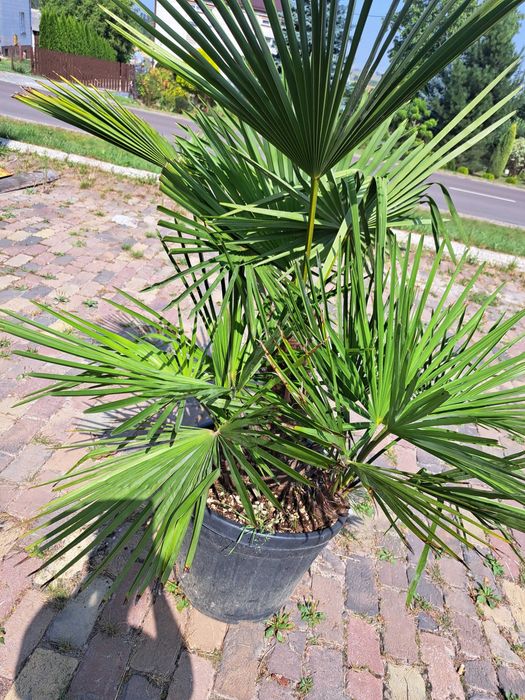 Palma Excelsa biczowa