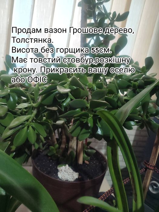 Вазон грошове дерево