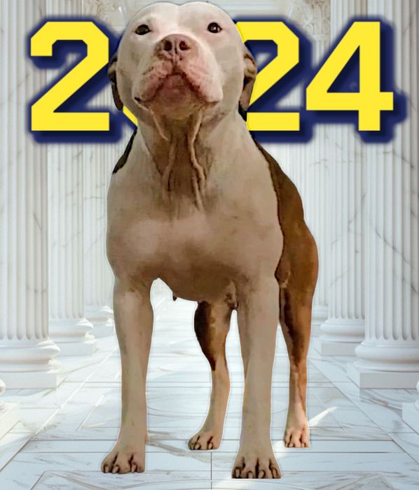 Щенок, апбт, питбуль, питбуль терьер