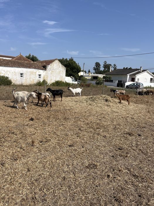 11 cabras e um chibo