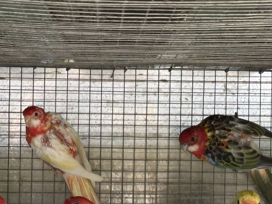 Para ceder casais de roselas nao consanguineos