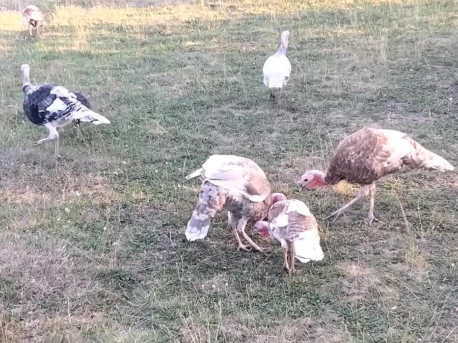 Продам домашніх індиків!