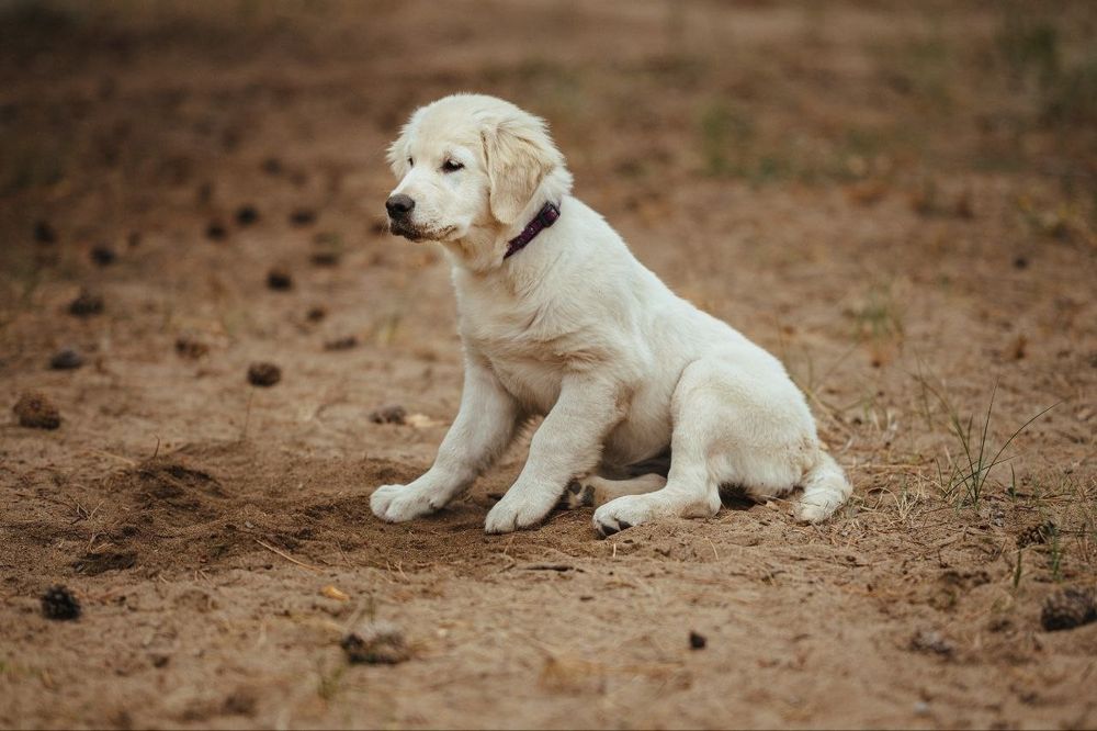 Розшукуємо власників для цуценят золотистого ретривера