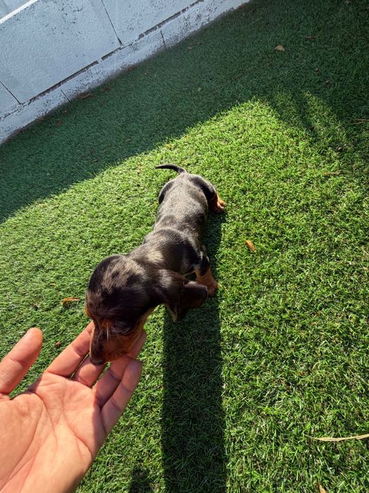 Teckel miniatura black merle.