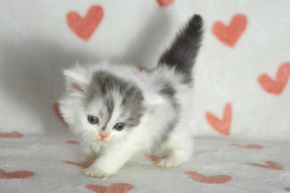 Kociak szkocki prostouchy scottish straight z rodowodem