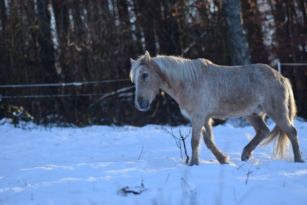 Bajkowy kucyk szuka nowego domu