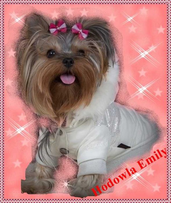 York,Yorkshire Terrier!Elitarne MICRO CUDENKA XXXXXS dla VIP-Kraków