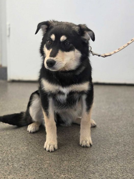 Kroczyce /Browarek znaleziono suczke!