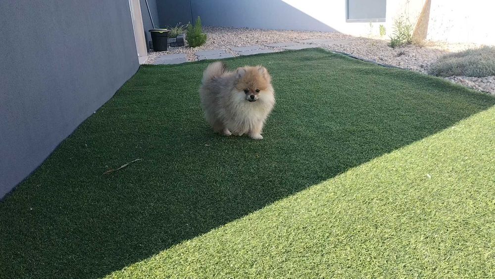 Lulu da Pomerânia Macho com LOP (Pedigree) e Afixo