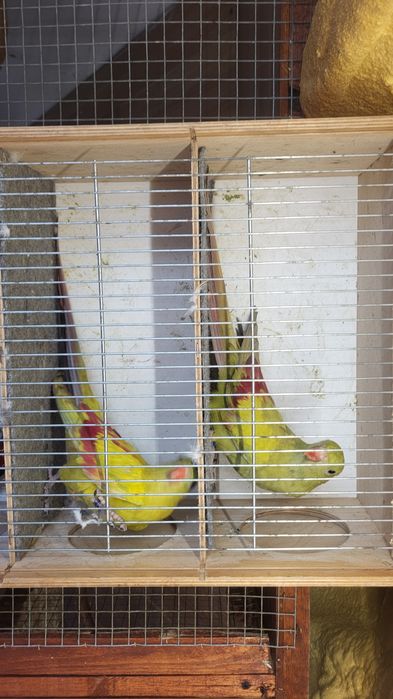 Papugi górskie pastele ładne kolorowe