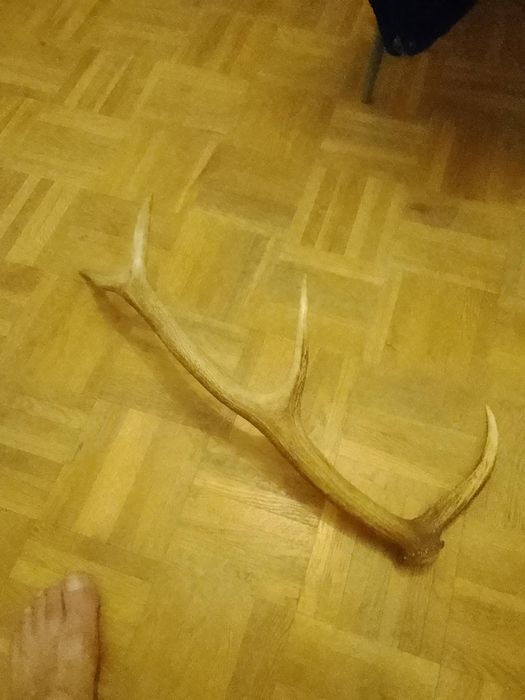 Poroże na sprzedaż