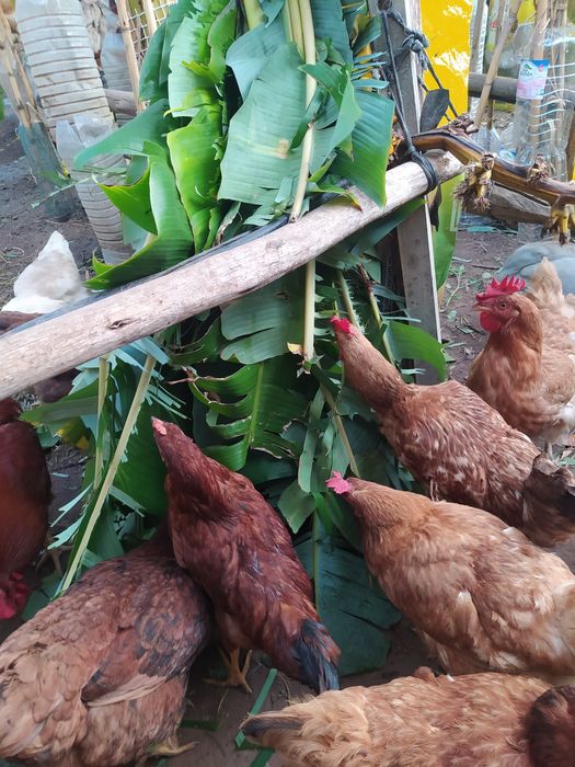 Ovos de Galinhas caseiras,  ar Livre