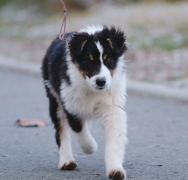 Owczarek australijski typ amerykanski, tricolor, ZKwP/FCI