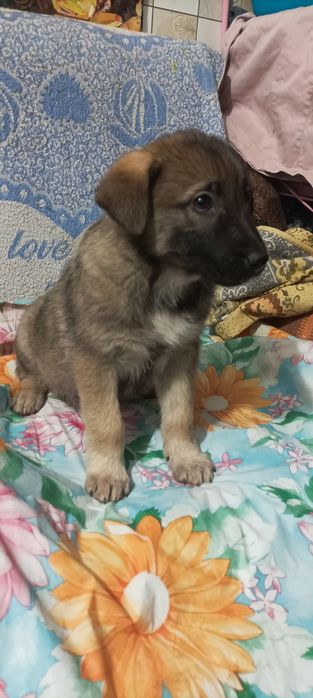 Отдам даром в хорошие руки