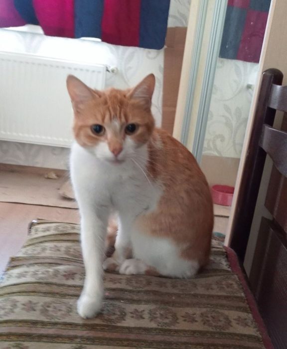 Отдам даром в добрые руки рыжих кошечек