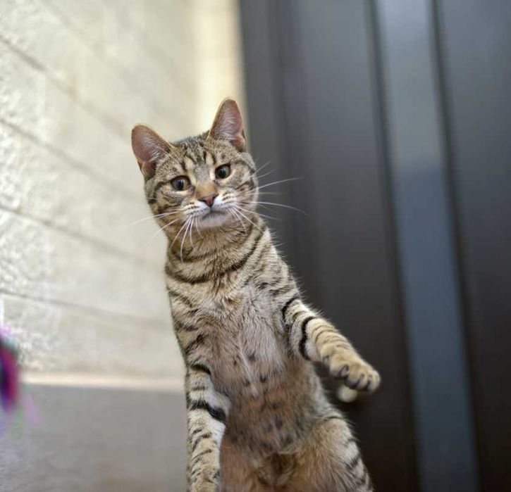 отдам кота, 11 месяцва, мальчик,