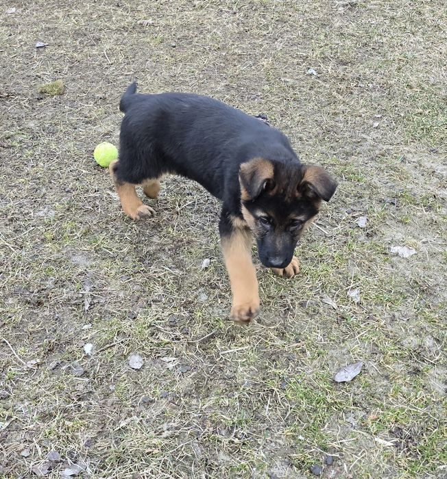 Owczarek Niemiecki Krótkowłosy