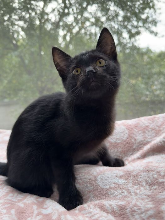 Котенок в хорошие руки