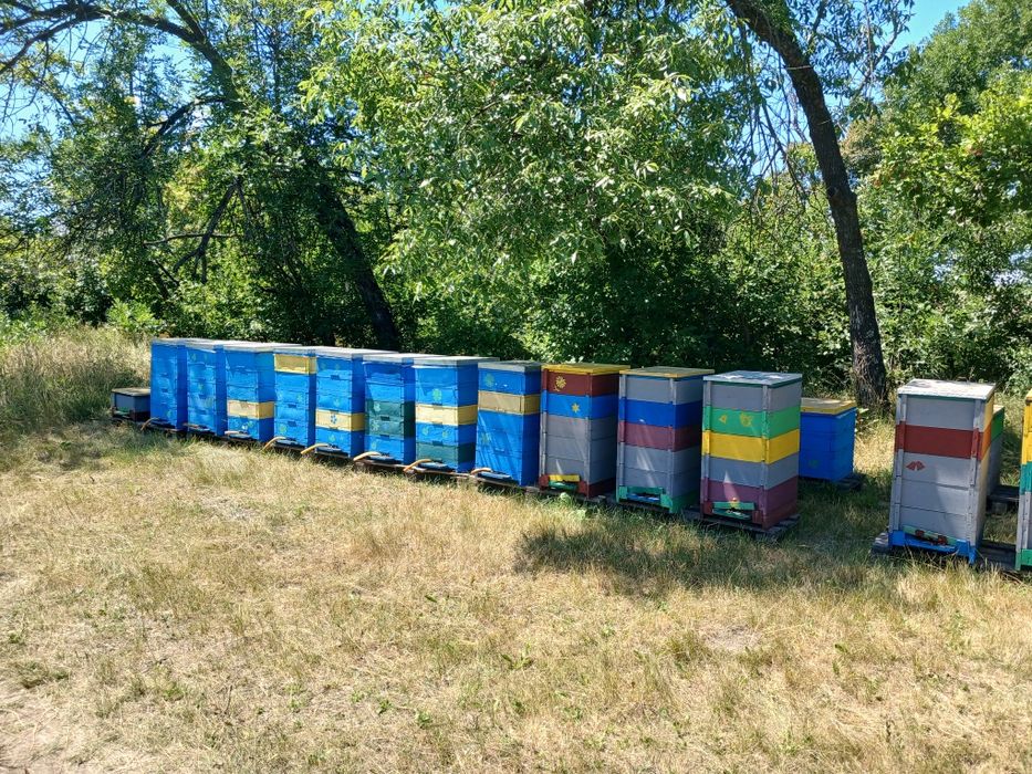 Продам пасіку 70 бджолосімей
