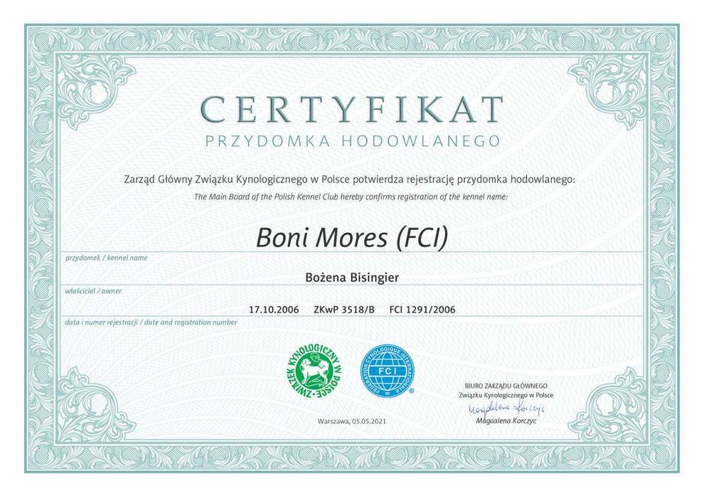 Dog Niemiecki Błękitna suczka ZKwP, FCI rodowód