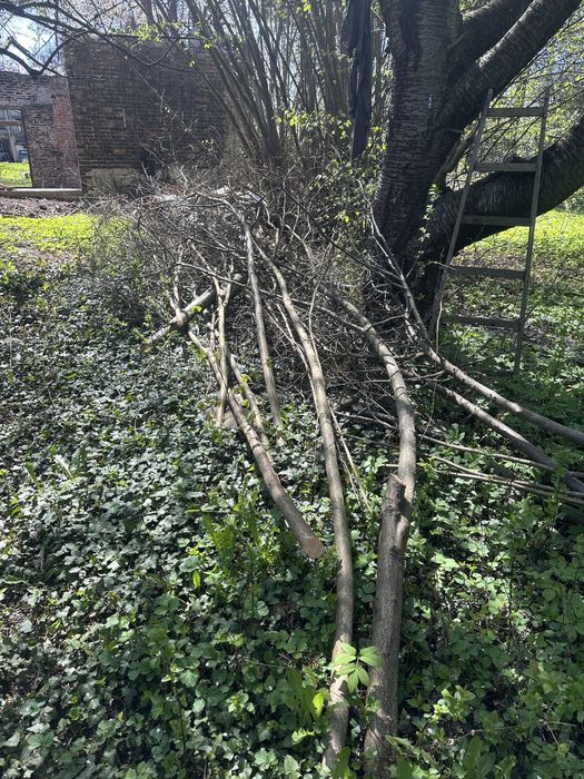 Oddam za darmo drewno i deski na opal