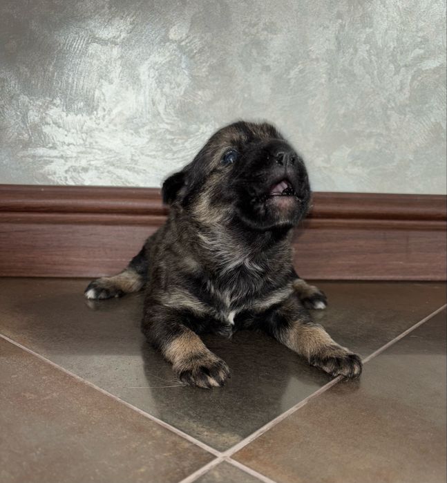 Віддам цуценят у добрі руки