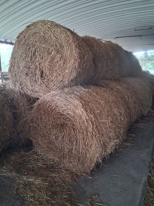 Fardos de palha de azevem pequenos e rolos