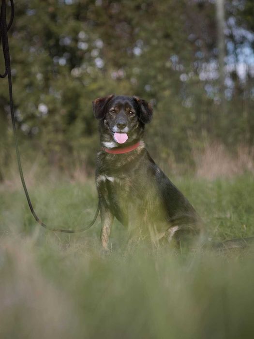 Adoptuj cudownego OZZYEGO!