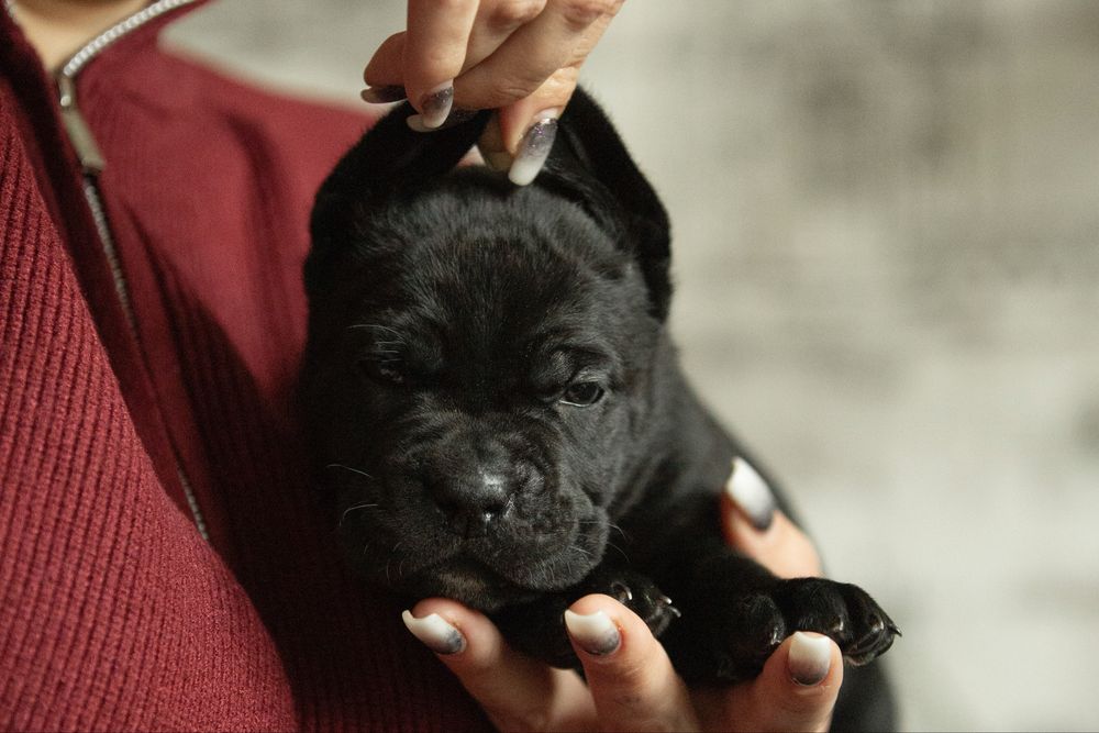 цуценята Кане Корсо чорного окрасу | КСУ (FCI) |  в пошуку родини