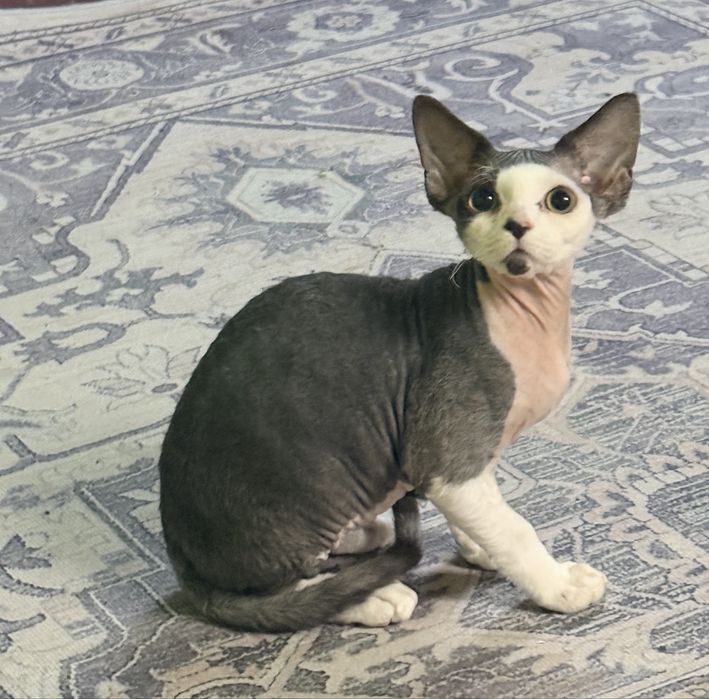 Kocurek Devon Rex FPL