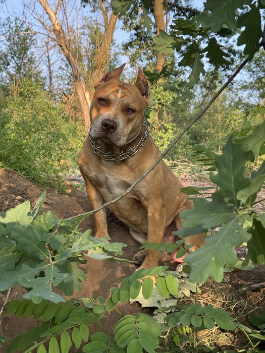 Американський пітбультерʼєр, вʼязка!