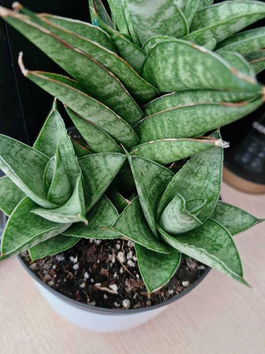 Sansevieria #Nadwyzka #Sprzedam